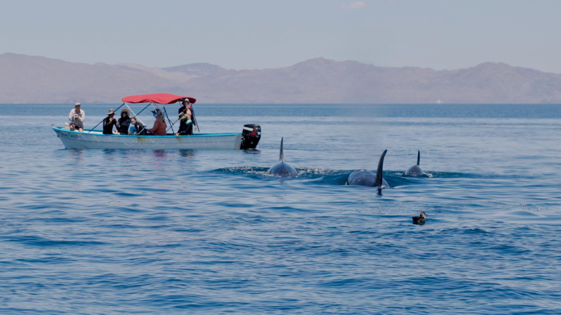 Orcas