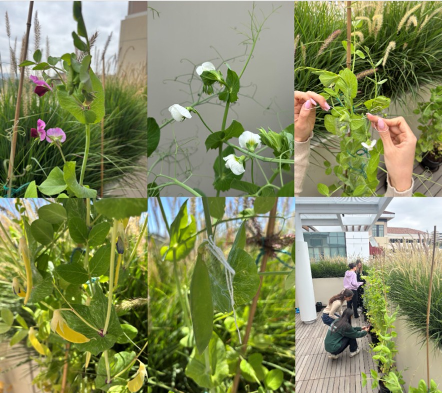 Pisum sativum (pea) variants representing distinct genetic traits, such as purple versus white flowers and yellow versus green pea pods. 