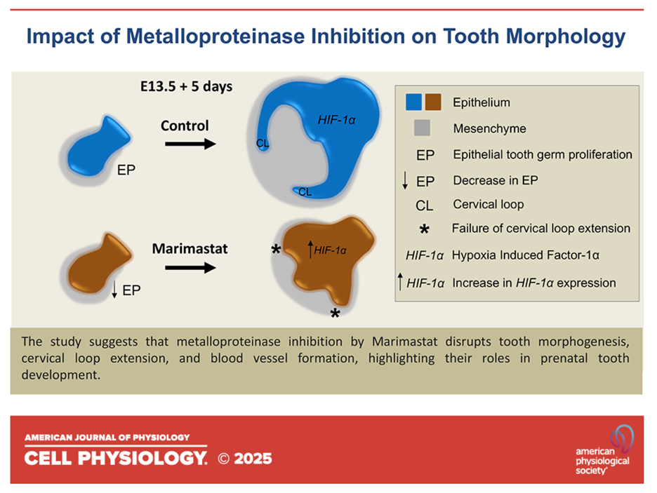 Impact of Metalloproteinase Ihibition on Tooth Morphology